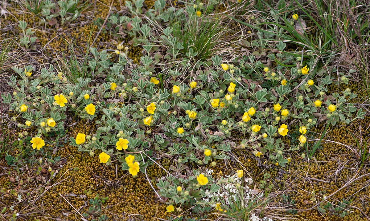 Habitus